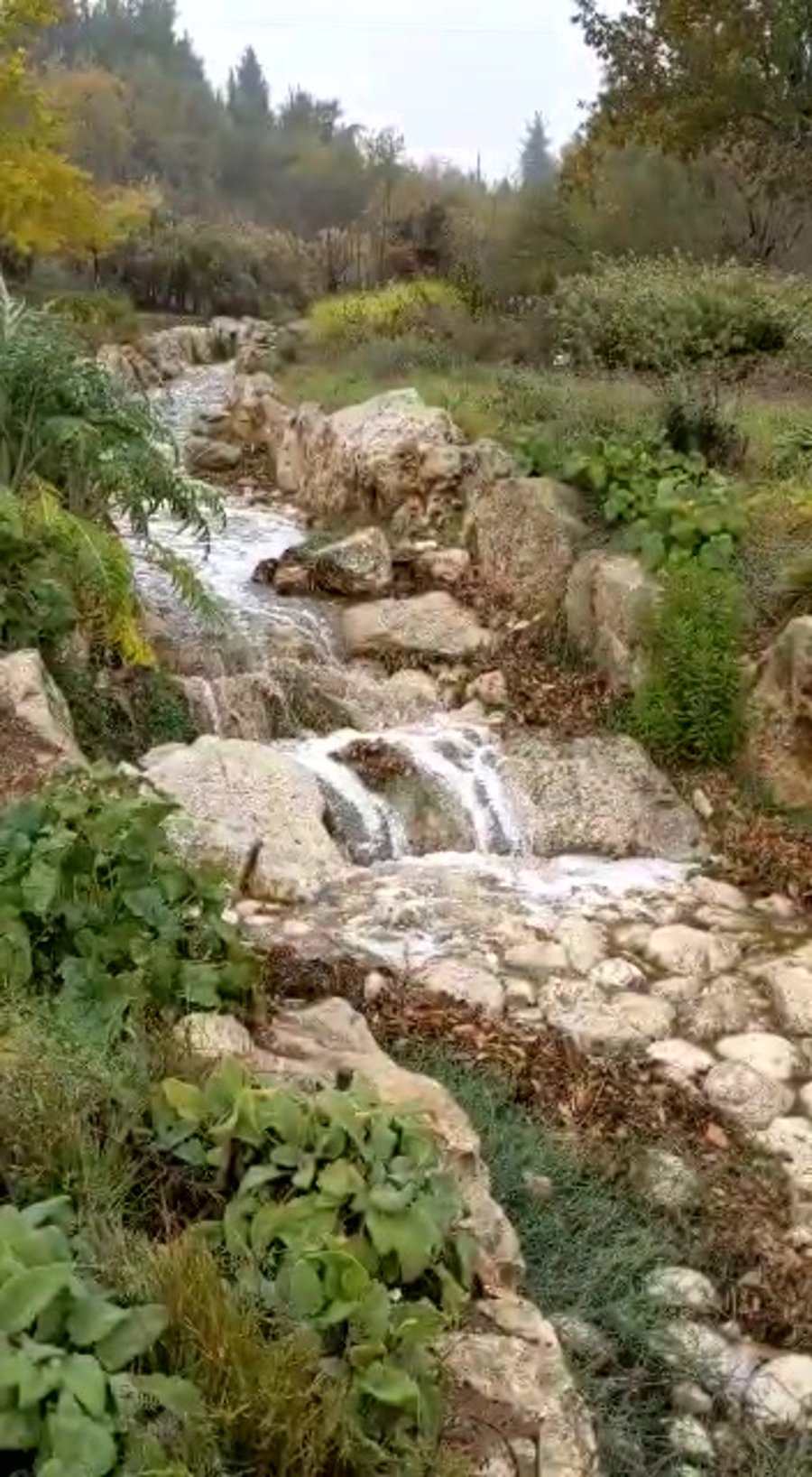 תום עמית , מנכל הגן הבוטני האוניברסיטאי בירושלים תפס את הגל הראשון בגן