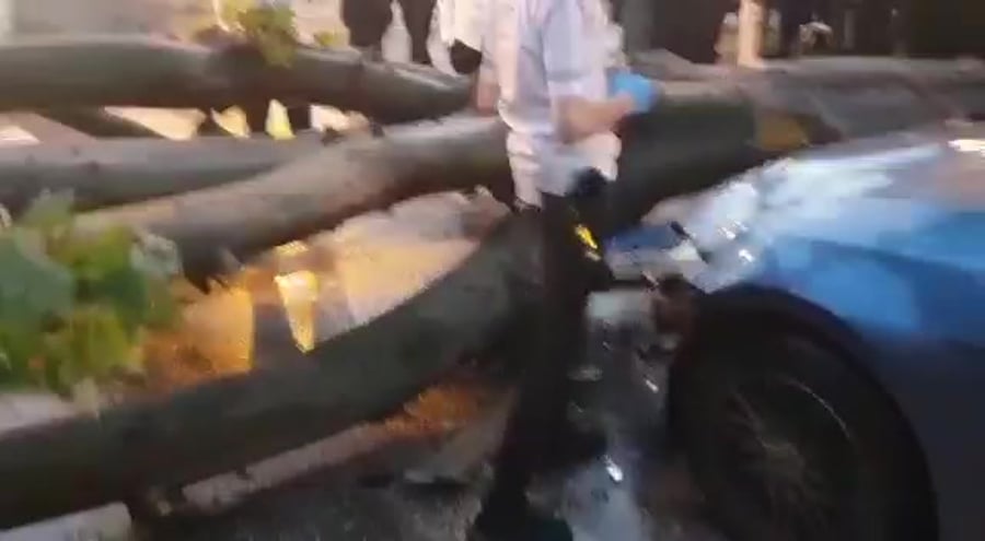 בני ברק עץ קרס