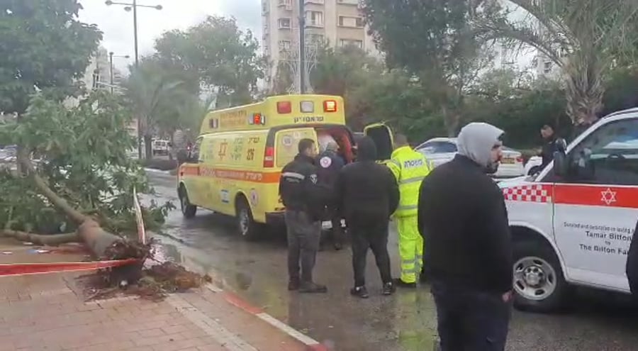 עץ נתניה