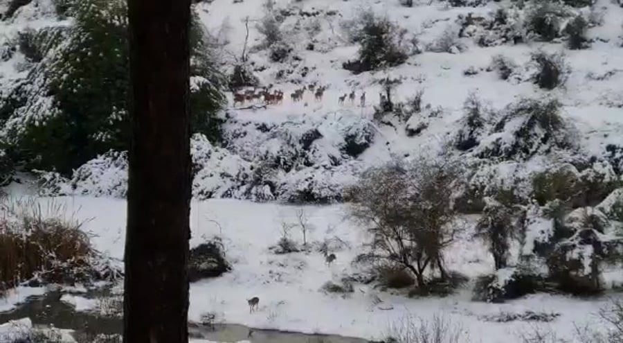 עדר צבאים פארק הצבאים קובי אייזן