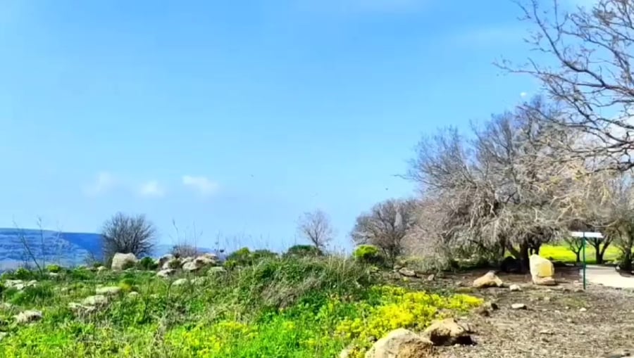 טל טורוז רשות הטבע והגנים נשרים ברמת הגולן