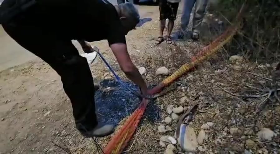 חילוץ הנחש מהרשת