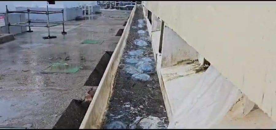 מדוזות בתחנת החשמל רוטנברג