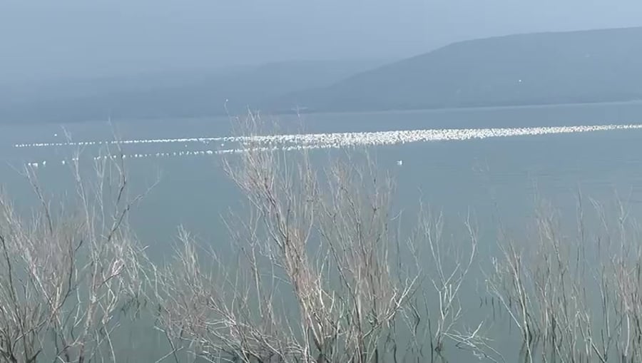 WhatsApp Video 2024-02-17 at 15.40.49