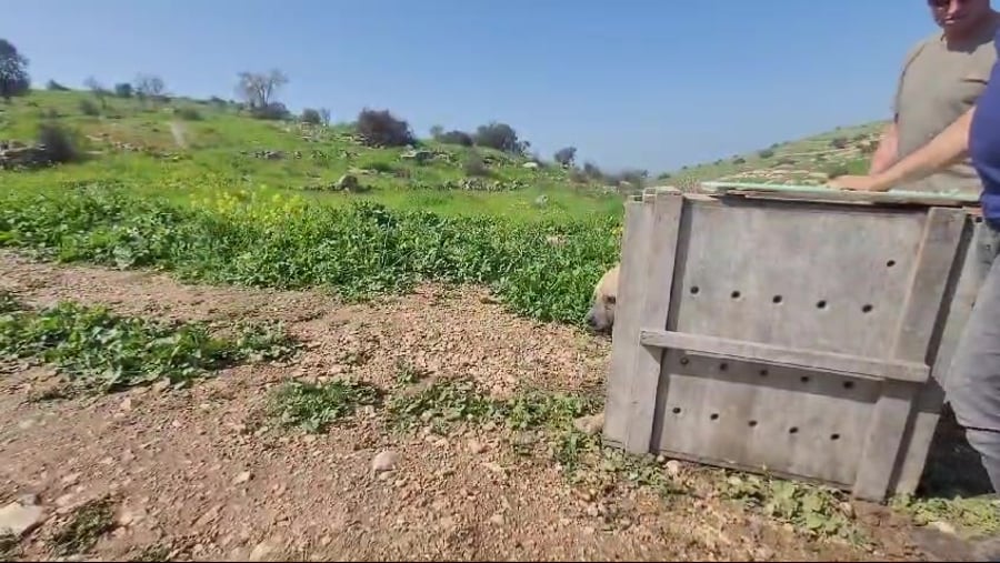 צבועה