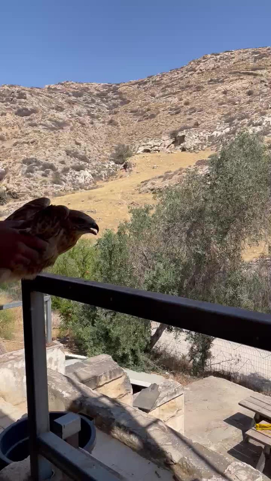 משחררים את העיט לטבע