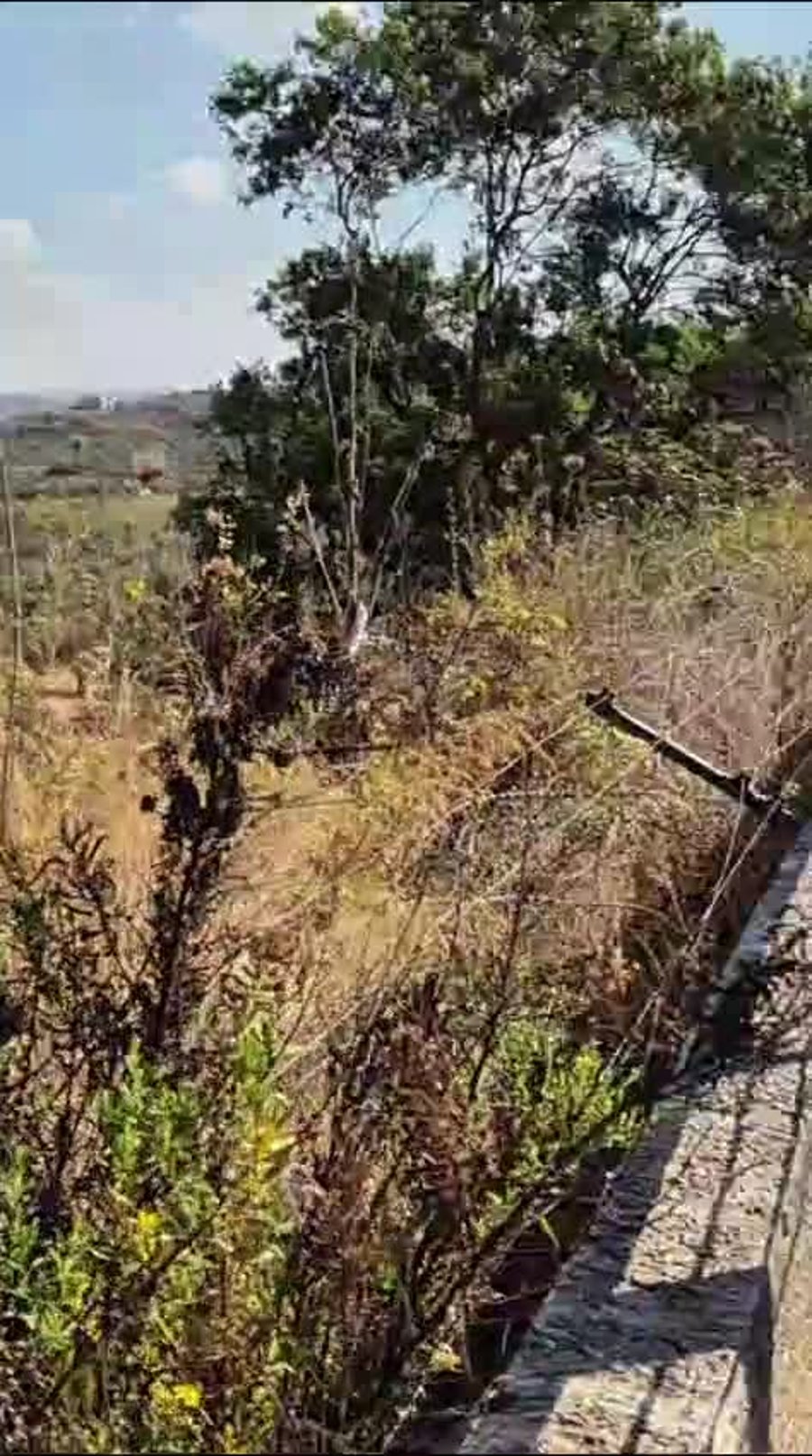 WhatsApp Video 2024-11-12 at 13.37.12