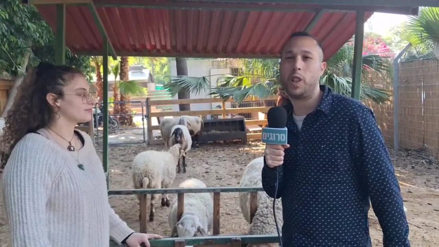 רות והטלה ערוך