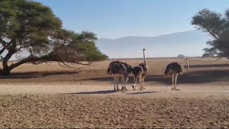 WhatsApp Video 2025-01-15 at 15.20.43