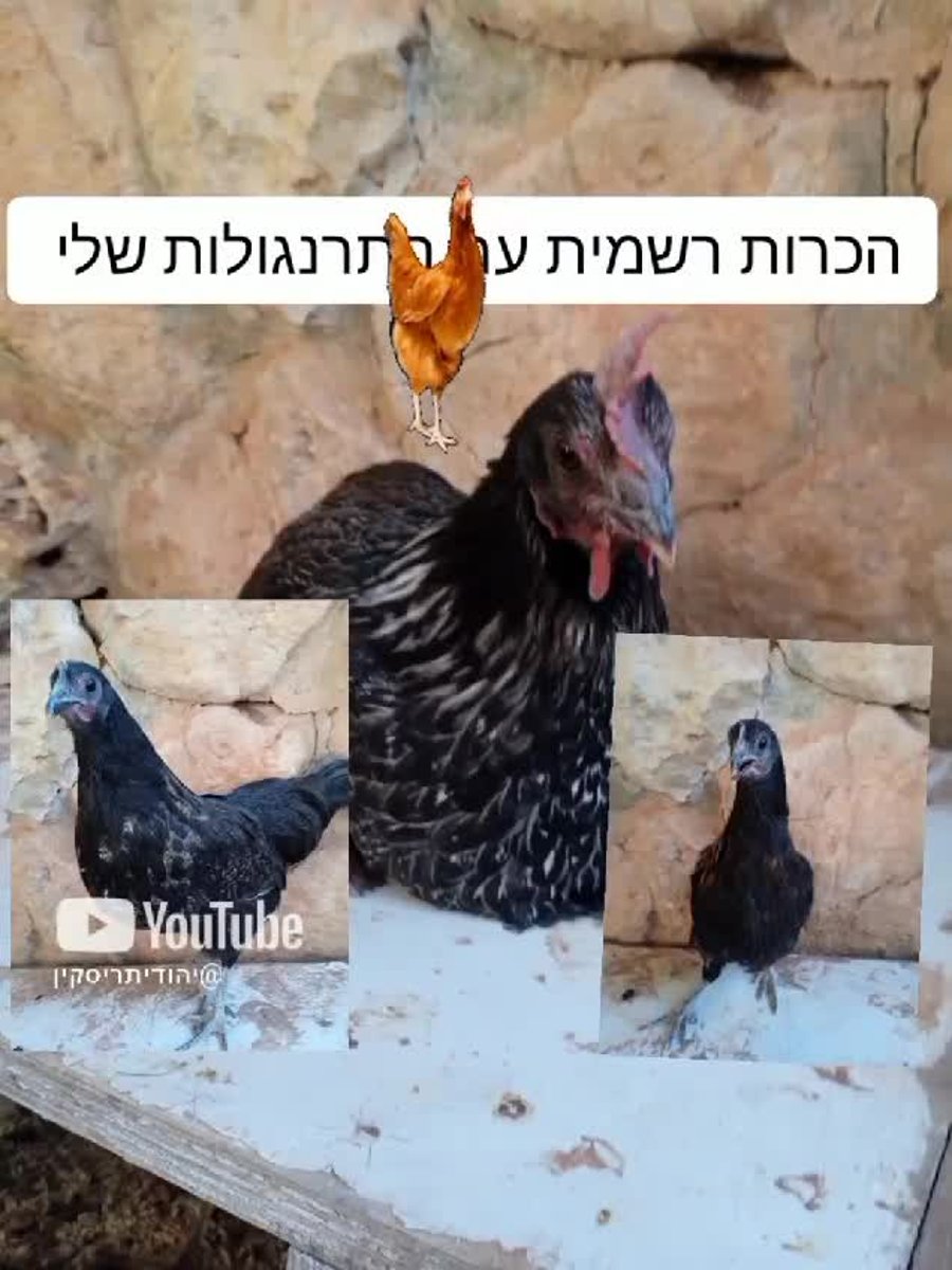 טעימה מהמועמדים לתחרות (צילום יהודית ריסקין)
