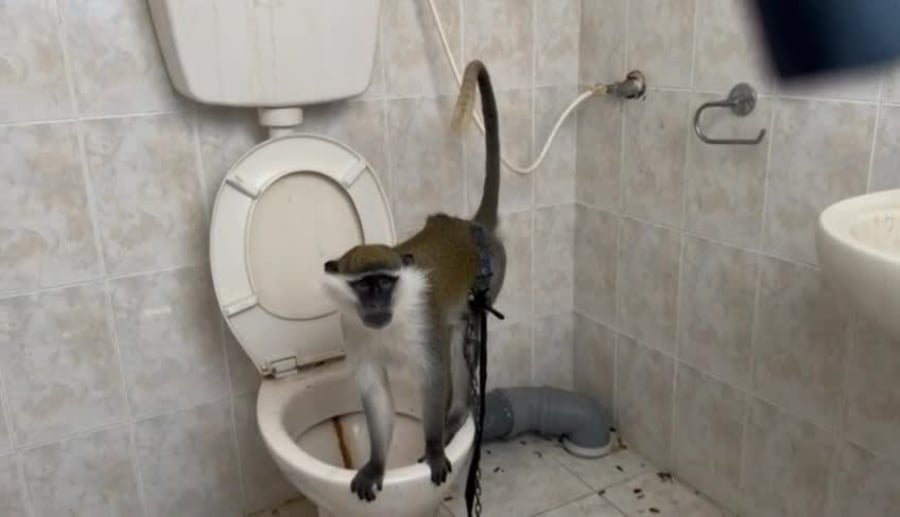קוף בתא השירותים