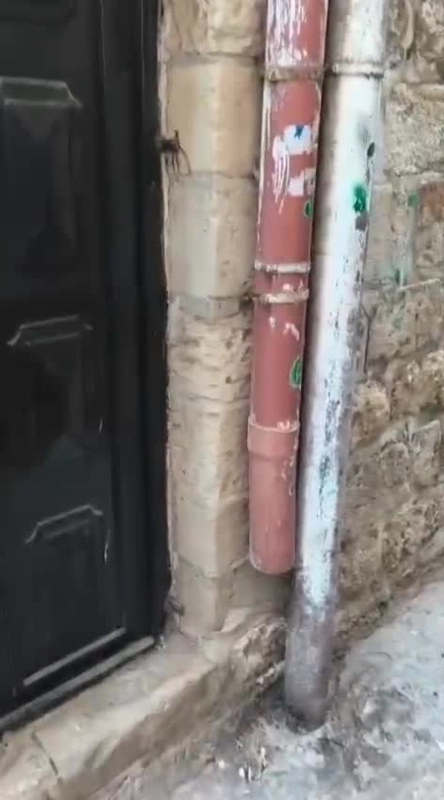 גדי בהר הבית