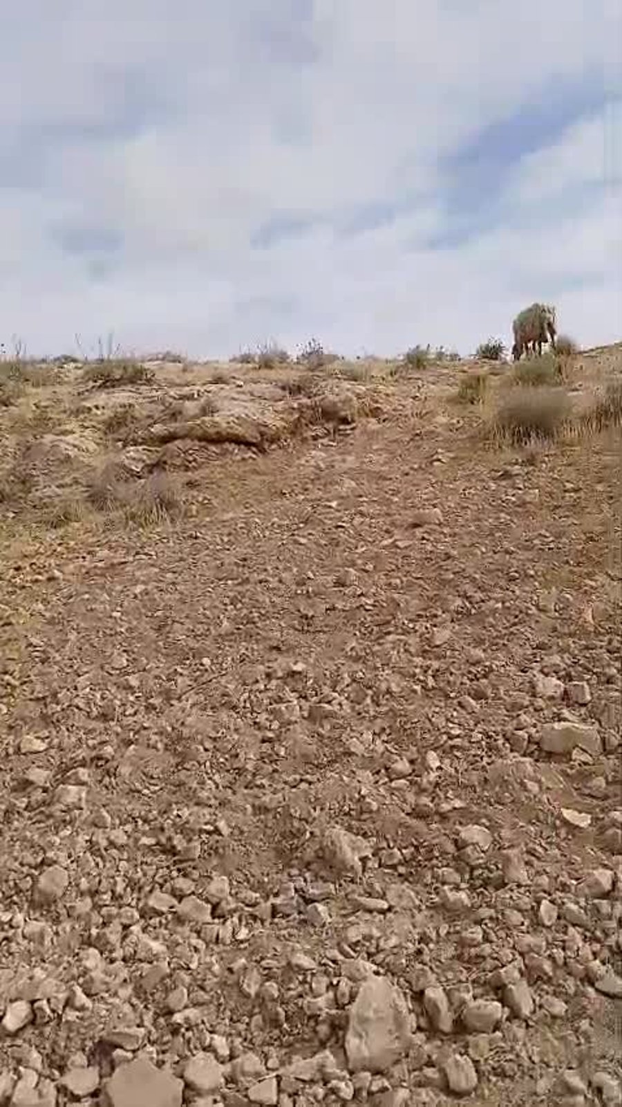 רועה צאן