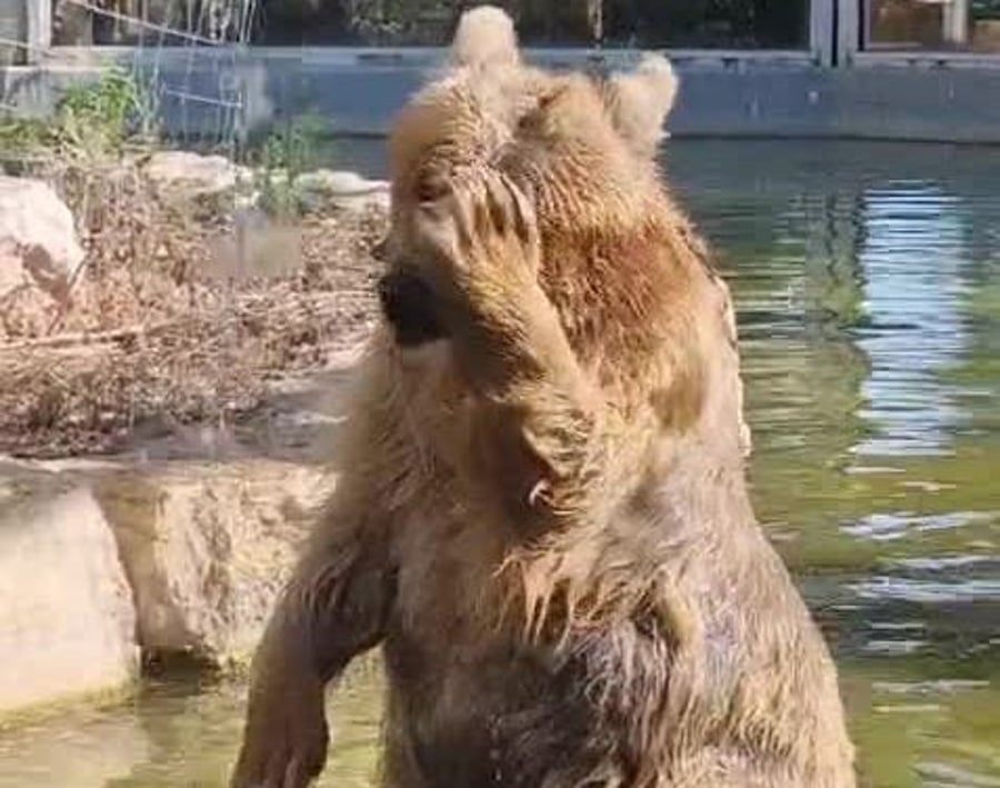 WhatsApp Video 2025-08-05 at 15.22.45