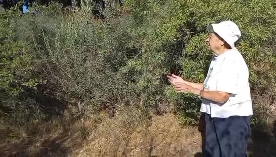 אירניה