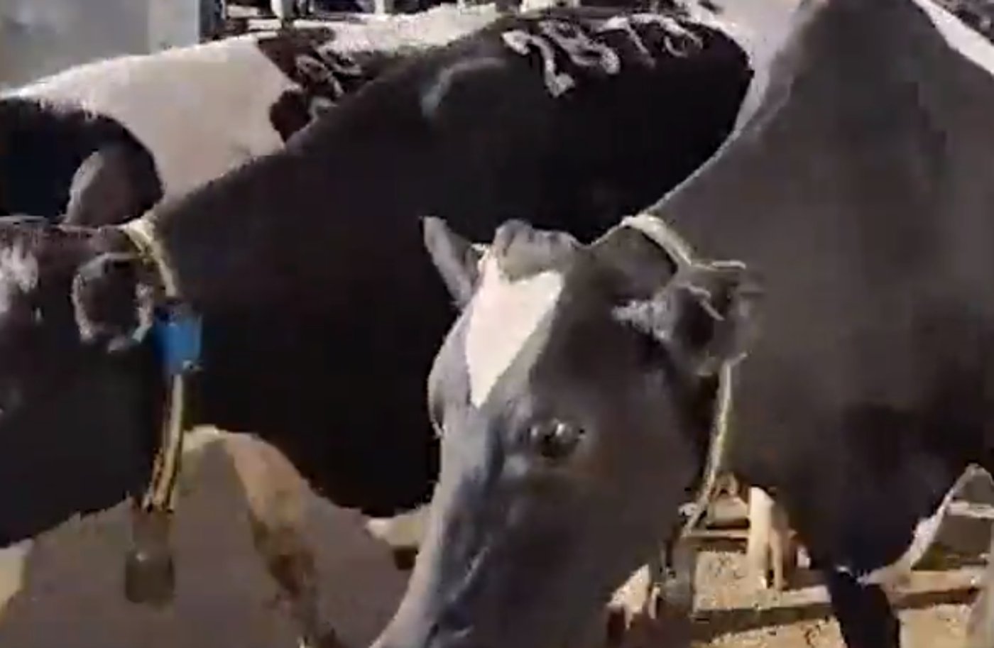 הטרור החקלאי: ערבים גנבו פרות בשווי מאות אלפי שקלים