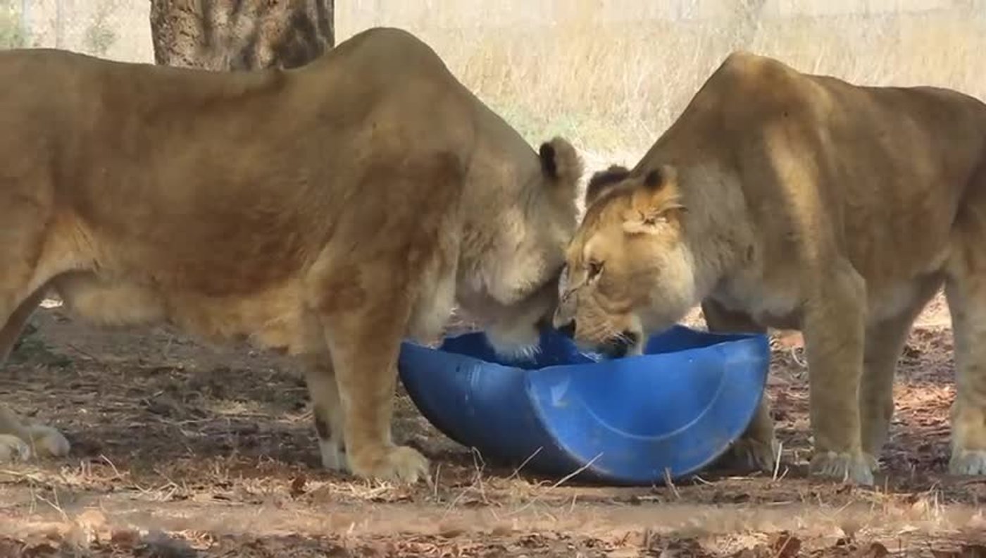 צפו בתיעוד: כך החיות בספארי נערכות לגל החום