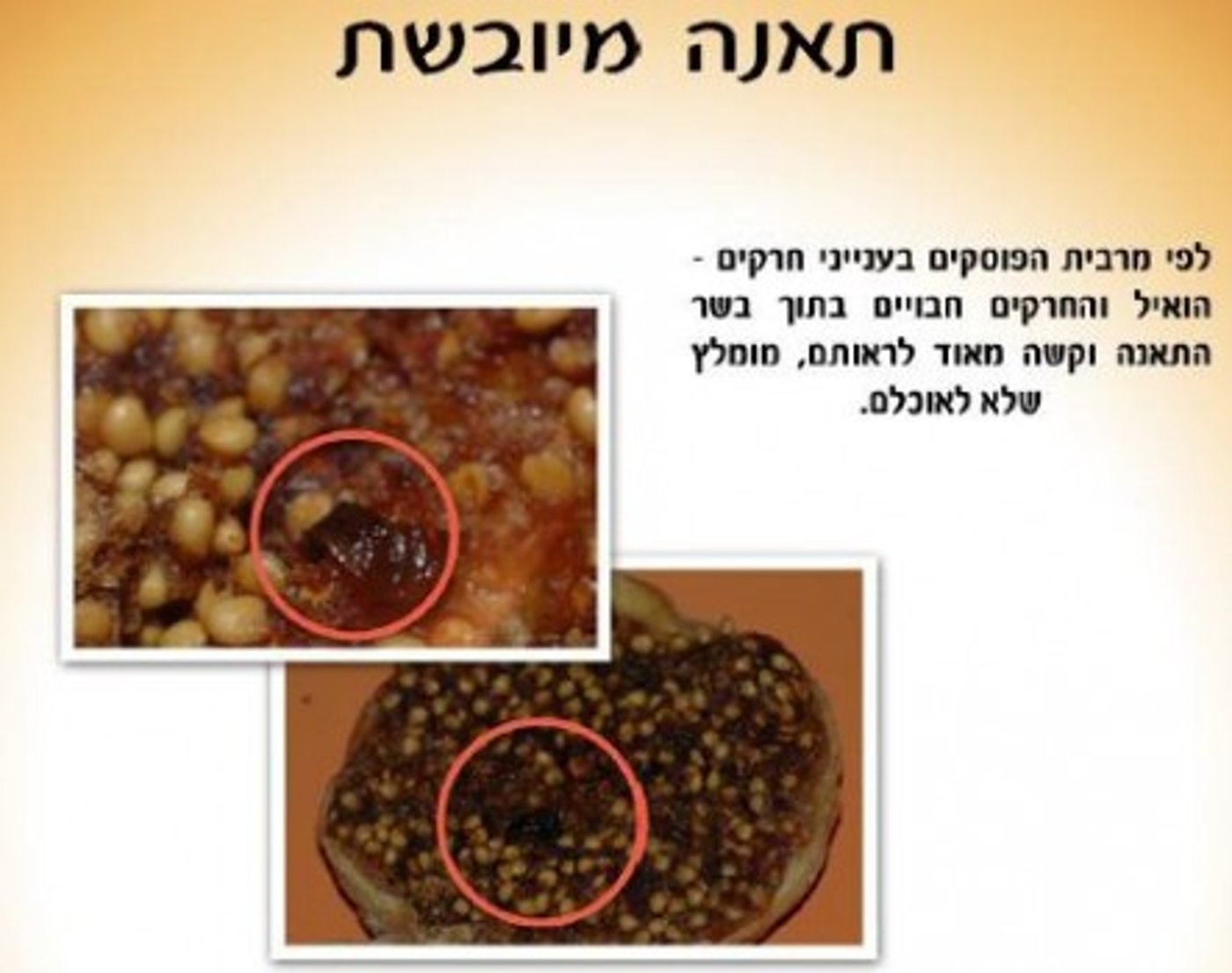 סדר ט"ו בשבט: הרבנות ממליצה לא לאכול תאנים