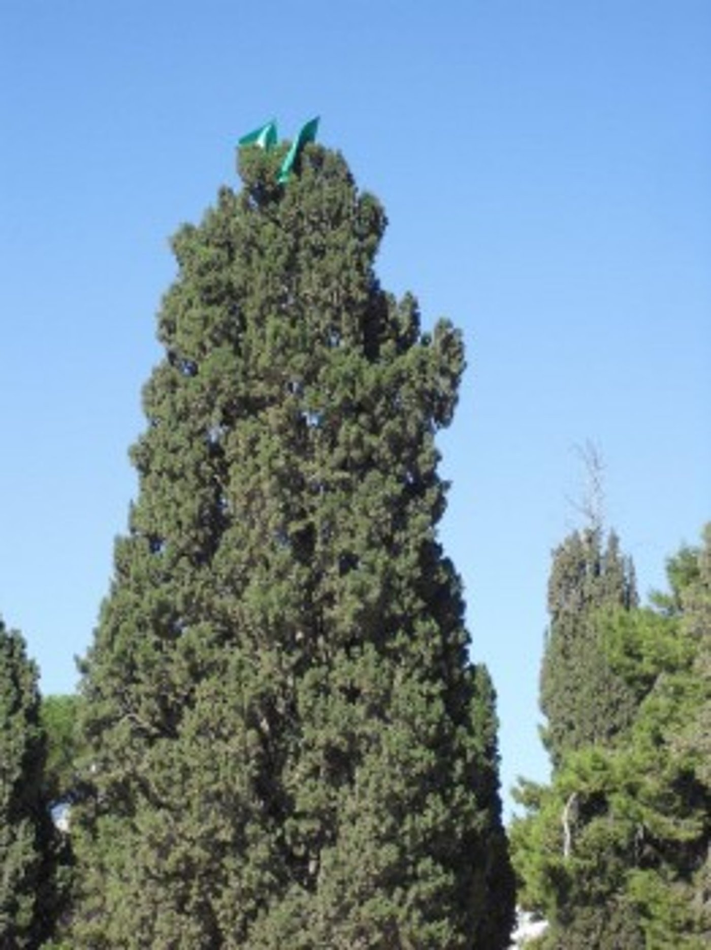 אחרי שמונה ימים: הר הבית שב ונפתח לכניסת יהודים
