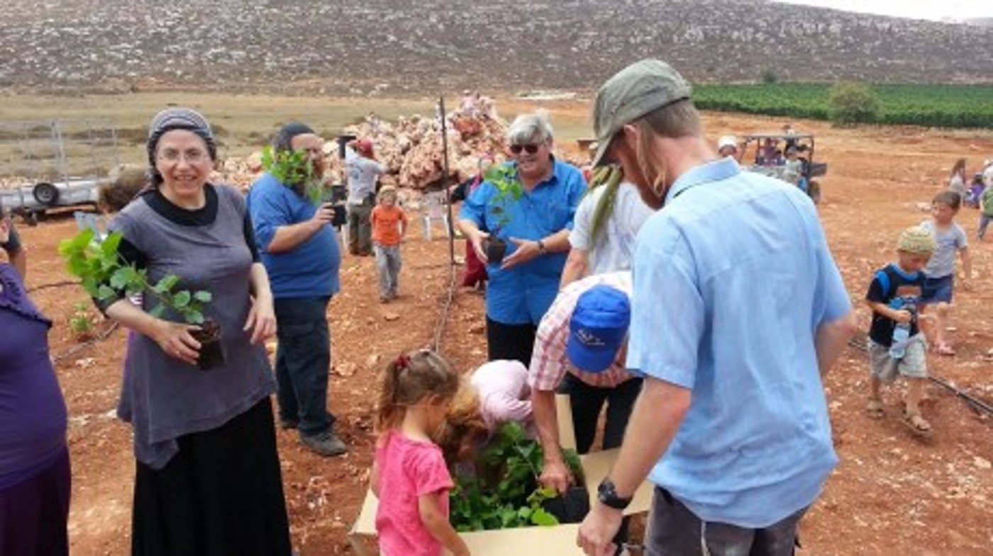 החברים נטעו 15 דונם בכרם של צביקי ומחכים לחנינה