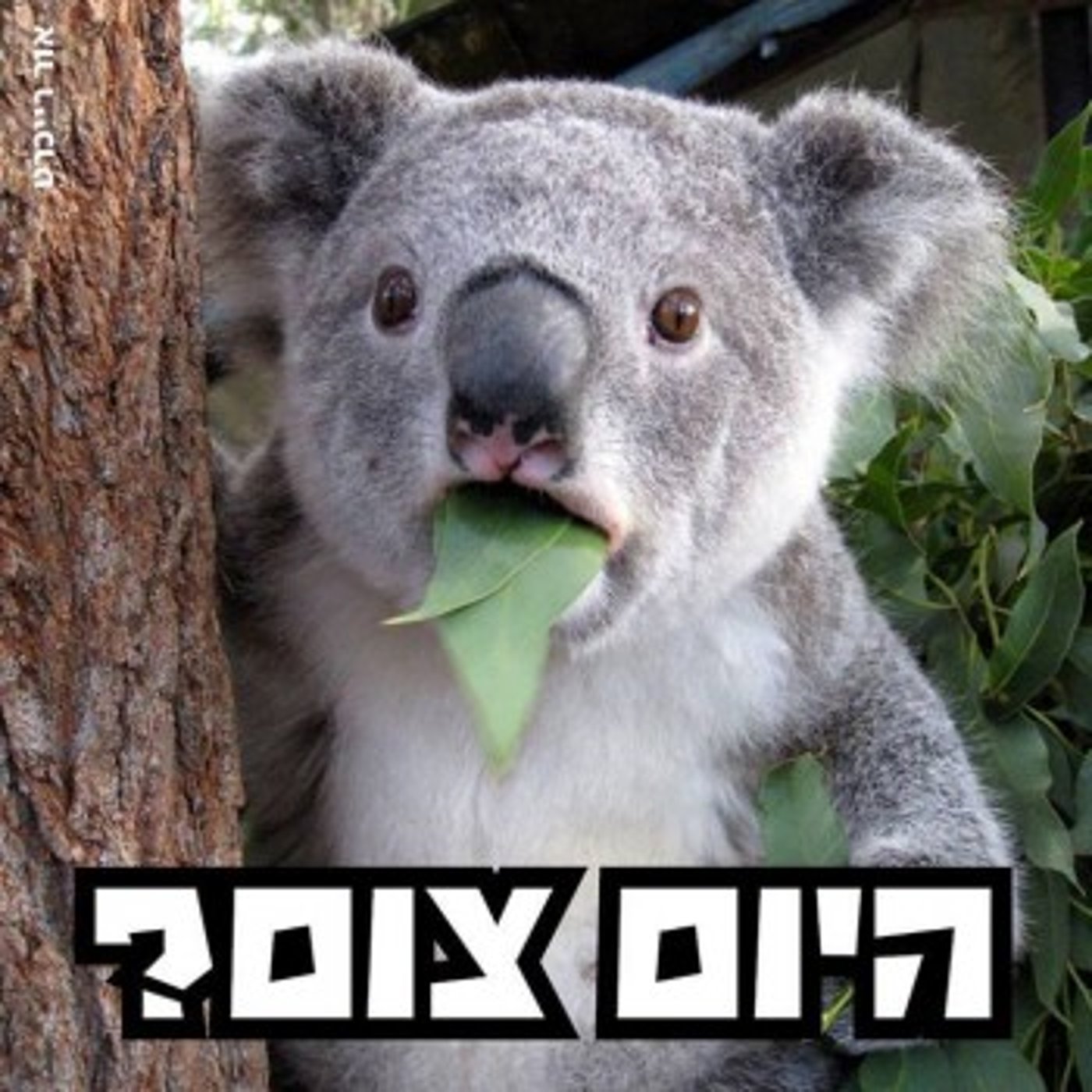 מצעד דוסים מצייצים 37: הממים האהובים ביותר השבוע