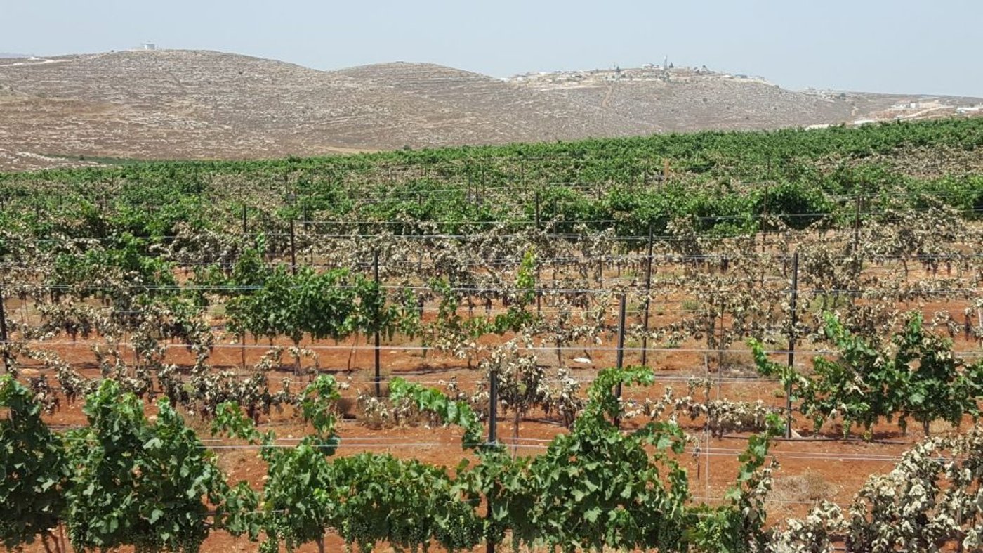 הגפנים המיובשות בכרם של צביקי סטרוק (מועצה אזורית בנימין)