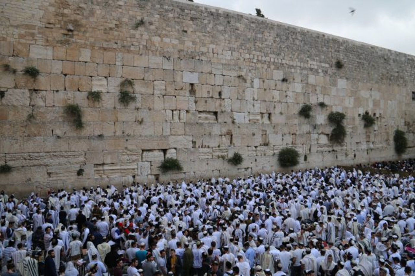 צפו: תפילת ישיבות ההסדר בכותל ביום ירושלים