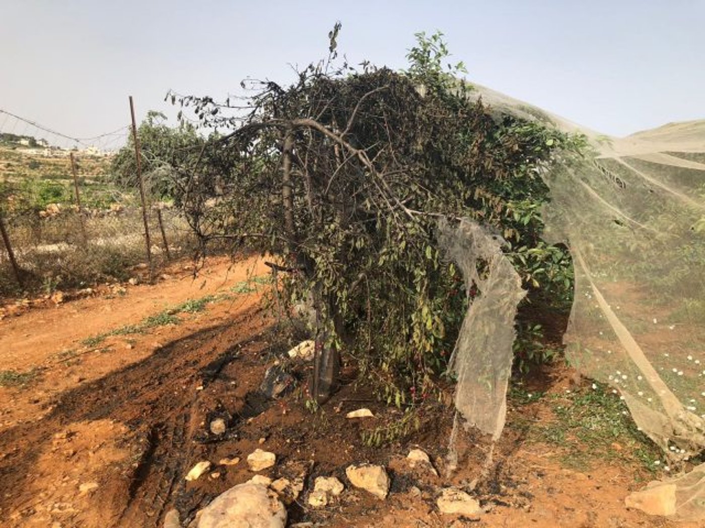 מחבלים הציתו את מטעי הדובדבנים בגוש עציון