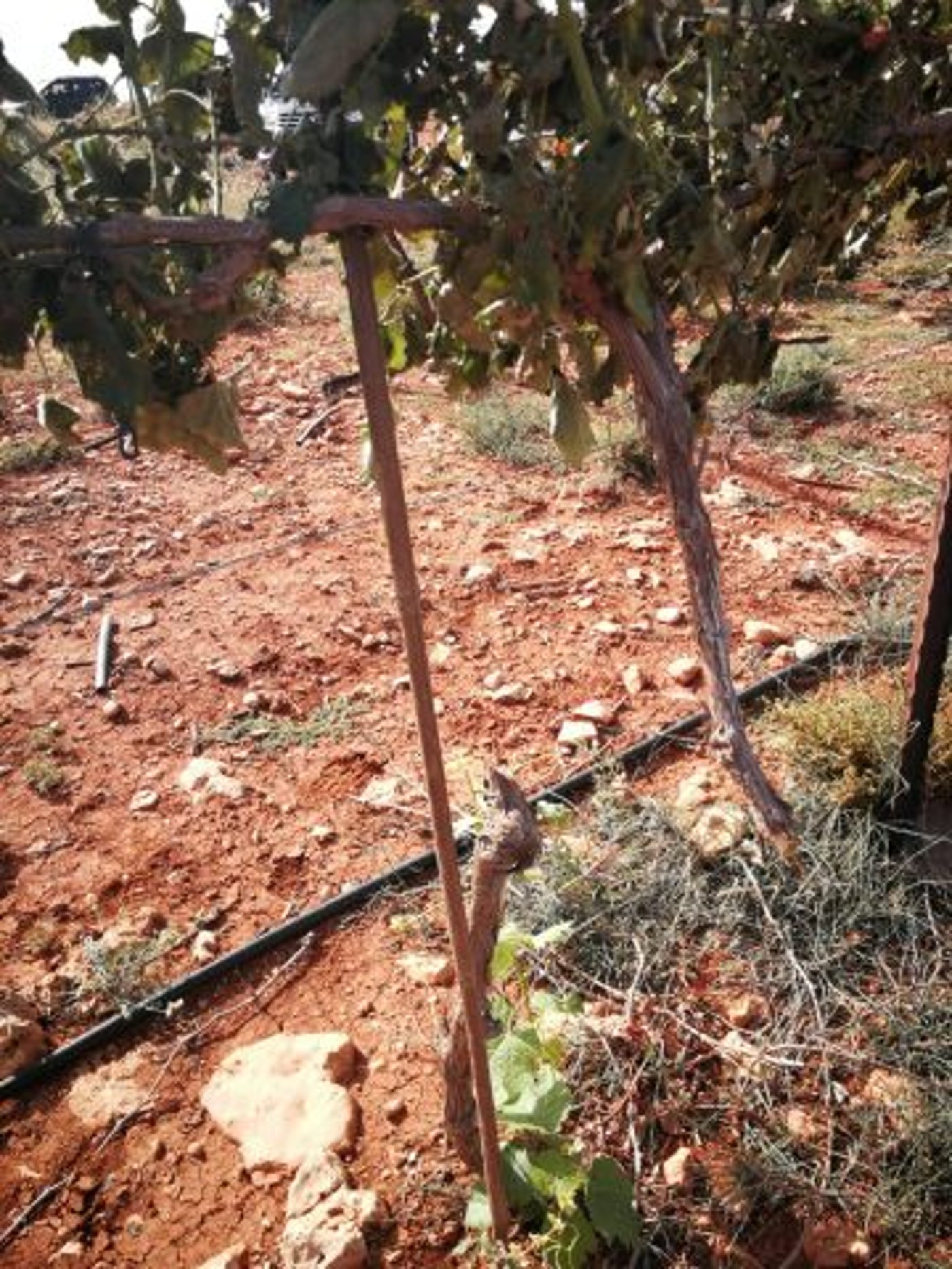 טרור חקלאי ענק: 1000 גפנים נכרתו ליד שילה