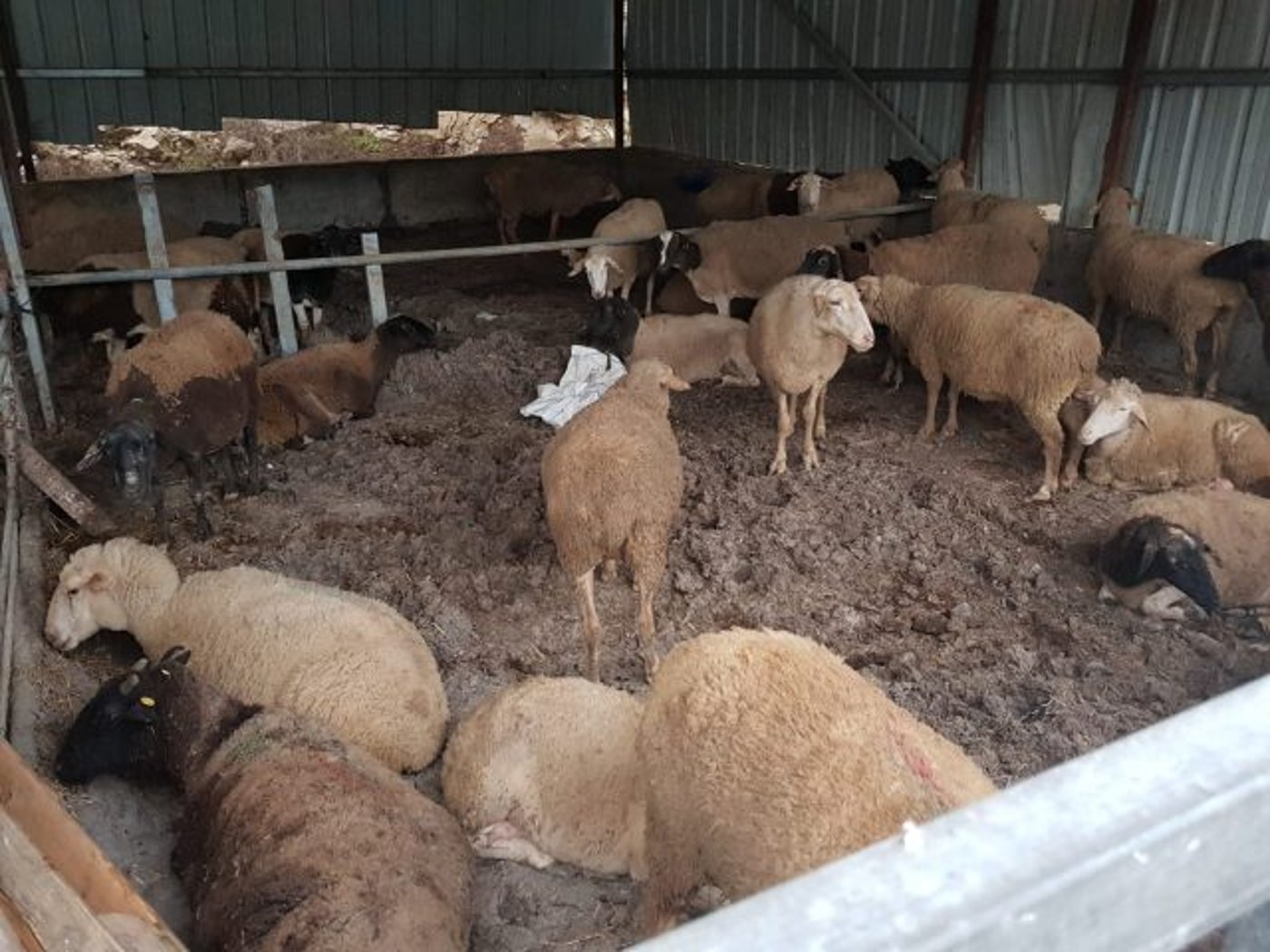 העדר לאחר שהוחזר (דוברות המשטרה)