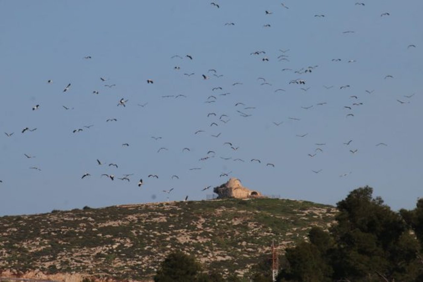 גלריה מרהיבה: אלפי חסידות באלון מורה