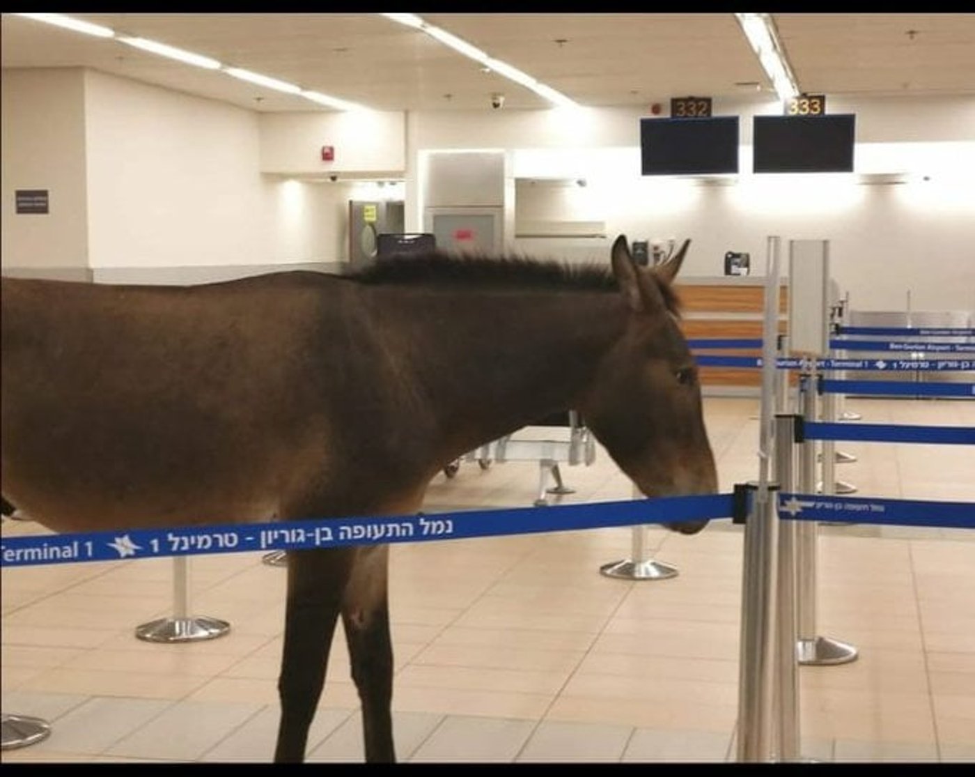 צפו: אורח מפתיע הגיע לנתב"ג