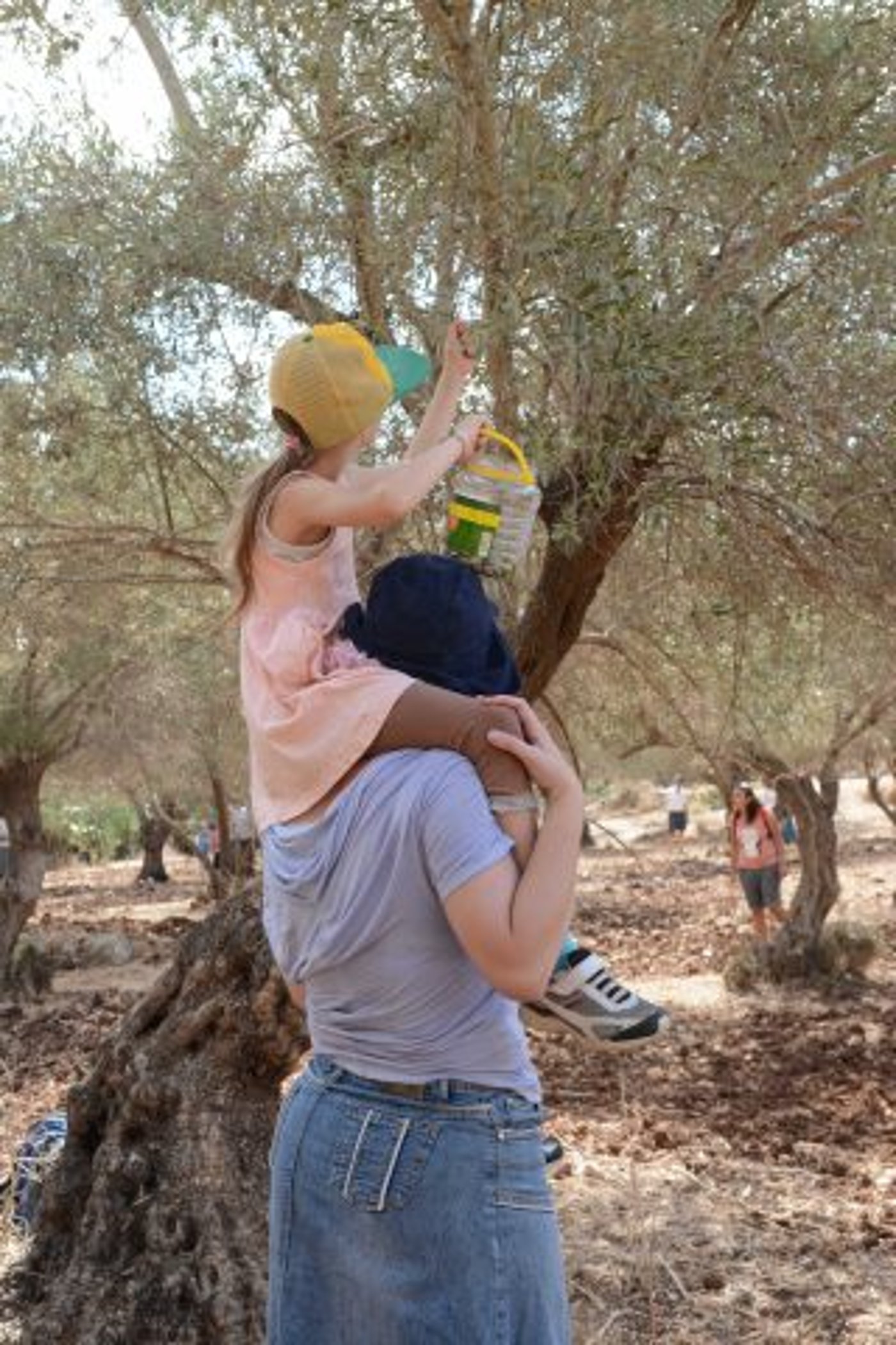 מסיק זיתים.