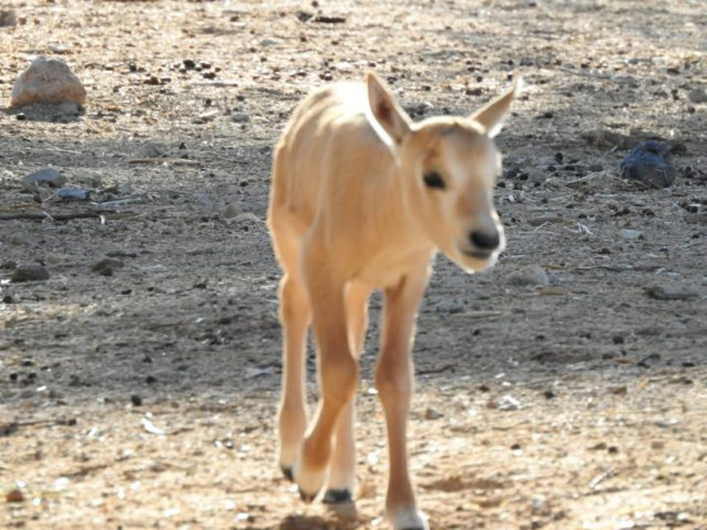 מזל טוב: ראמים קטנטנים נולדו בחי בר ביוטבתה