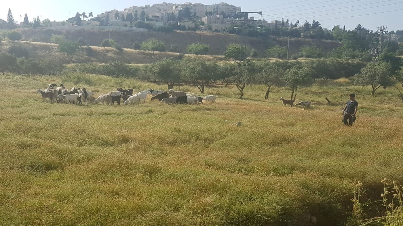 היחידה למלחמה בשריפות בירושלים: עיזים וגמלים