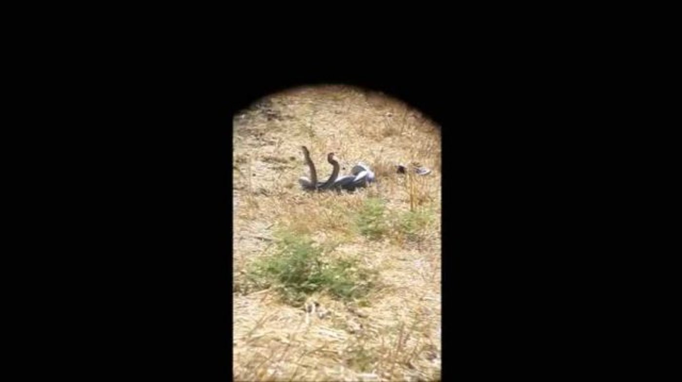 חיזור גורלי: שני נחשים בריקוד מלחמה. צפו