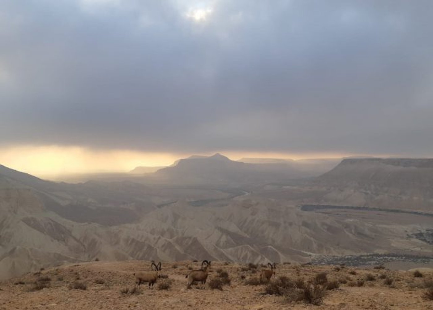 תמונת היום: עדר יעלים במדרשת בן גוריון בנגב