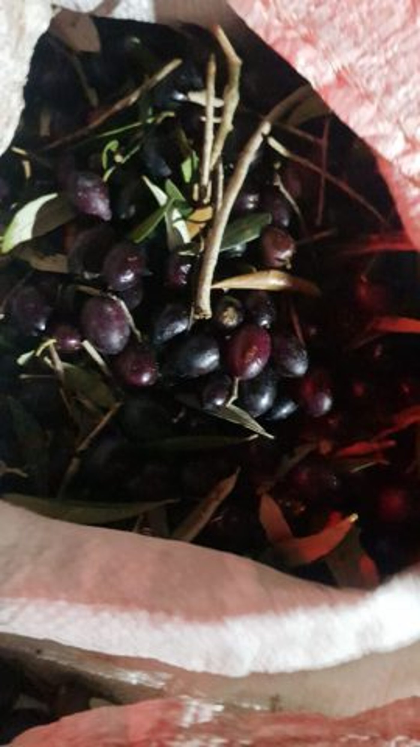 הזיתים הגנובים (דוברות המשטרה)