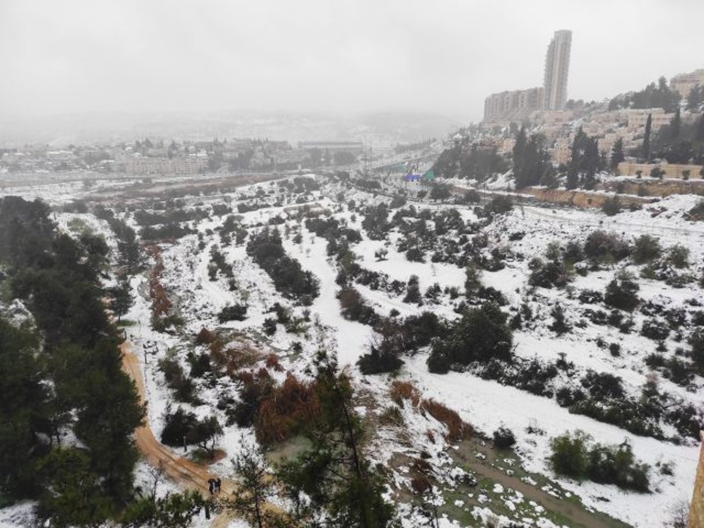 תמונת היום: עדר צבאים בשלג בירושלים