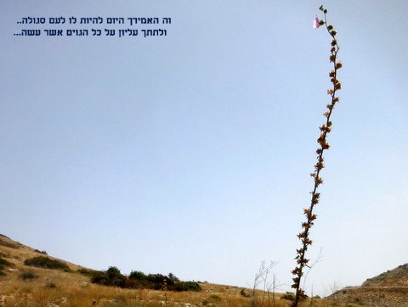 אחרון בסבב: ספר 'דברים' בתמונות מעוררות השראה