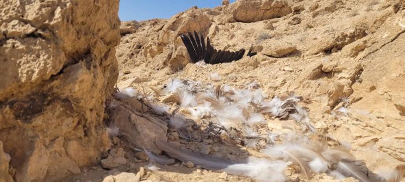 עלה ל-12 מספר הנשרים שמתו בהרעלה בדרום