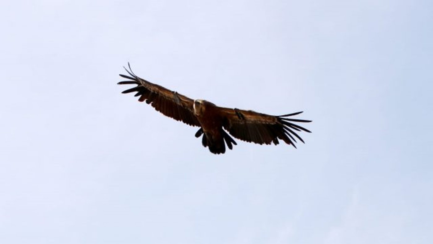 הנשר T72 דואה בשמיים