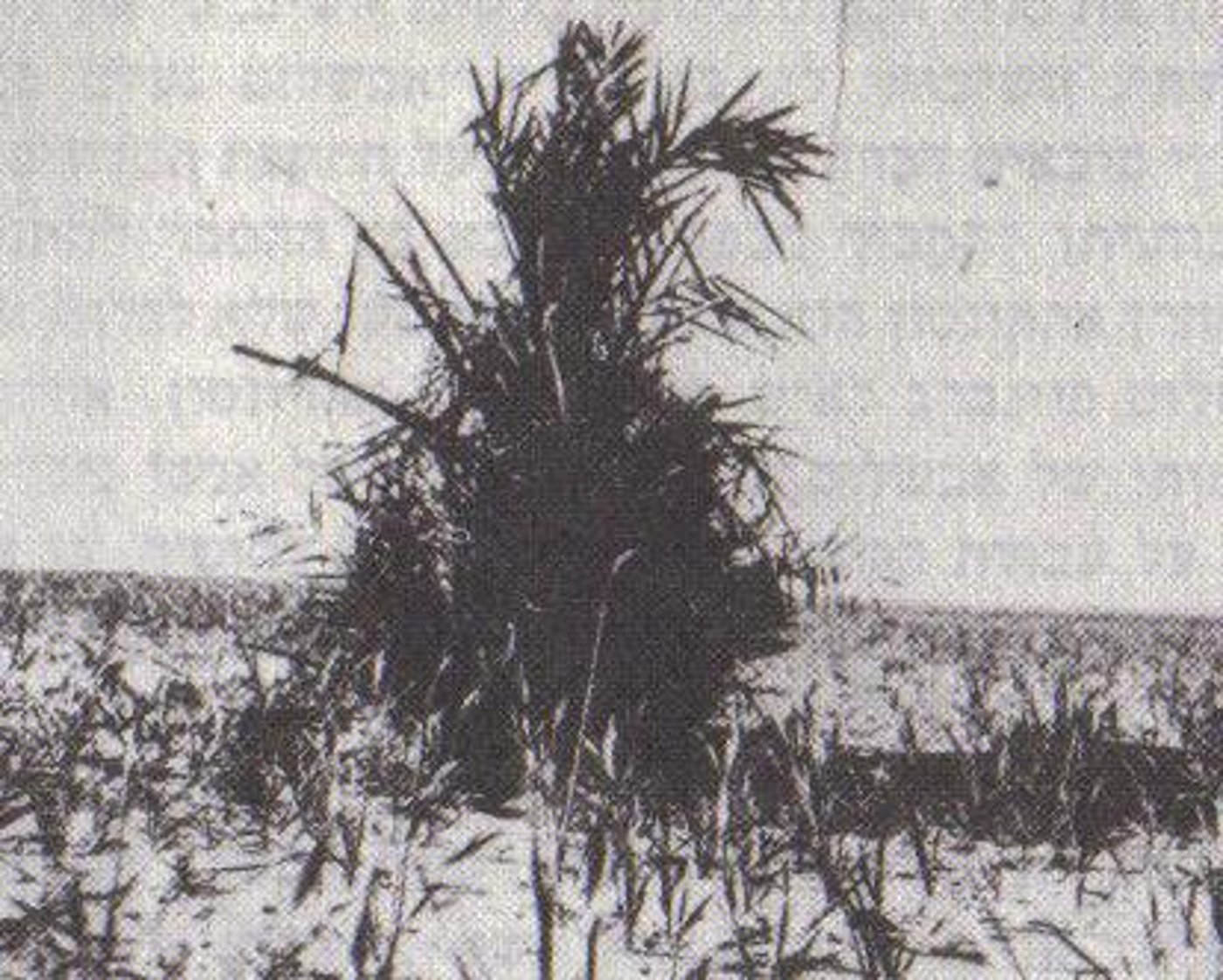 עץ התמר מעל קברו של אבשלום פיינברג