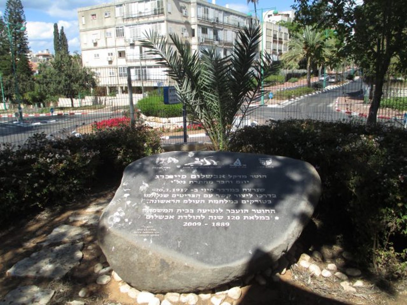 חלק מעץ התמר בבית פיינברג בחדרה (ד"ר אבשלום טייכר)