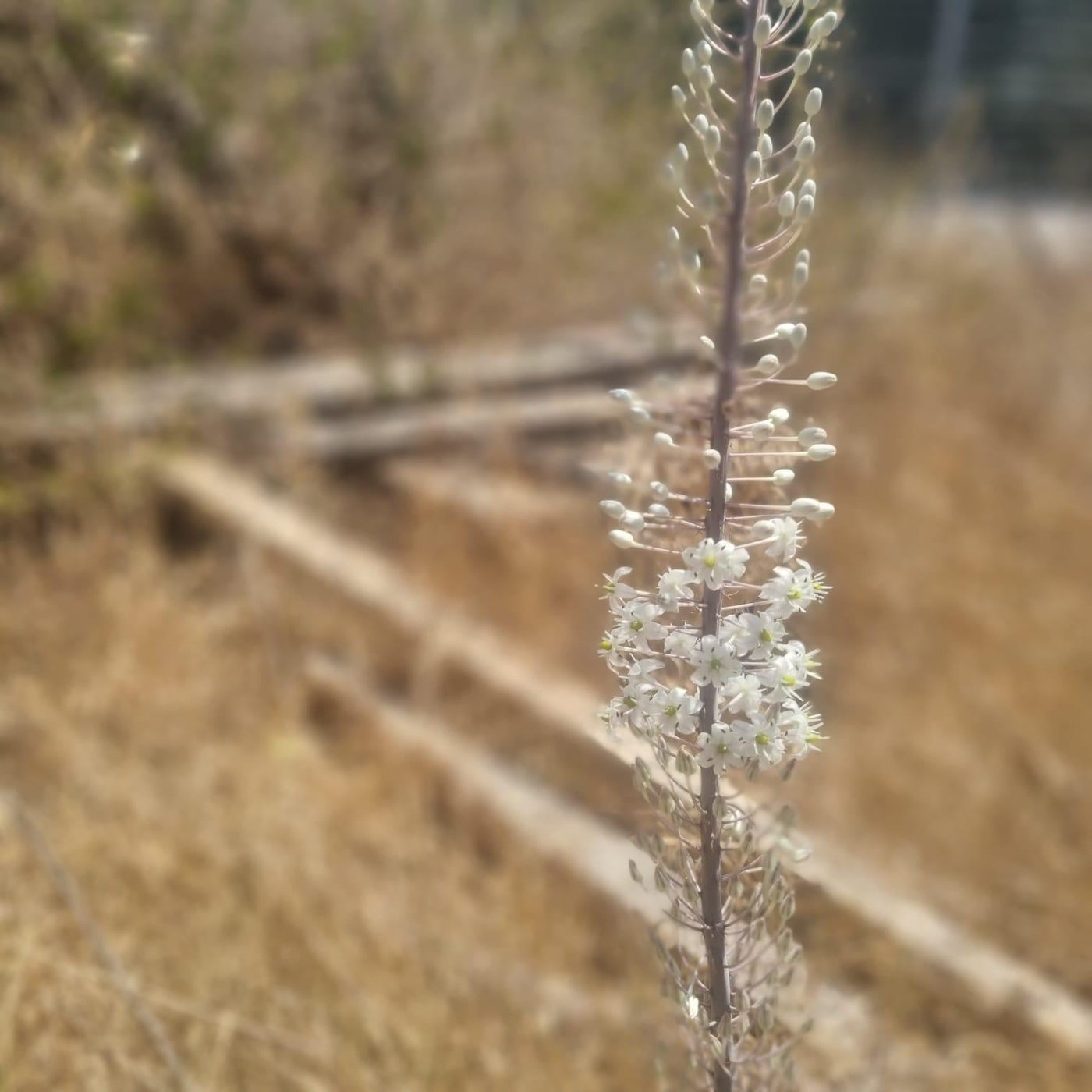 חצבים פורחים: סימן התחדשות בעיצומו של גל החום