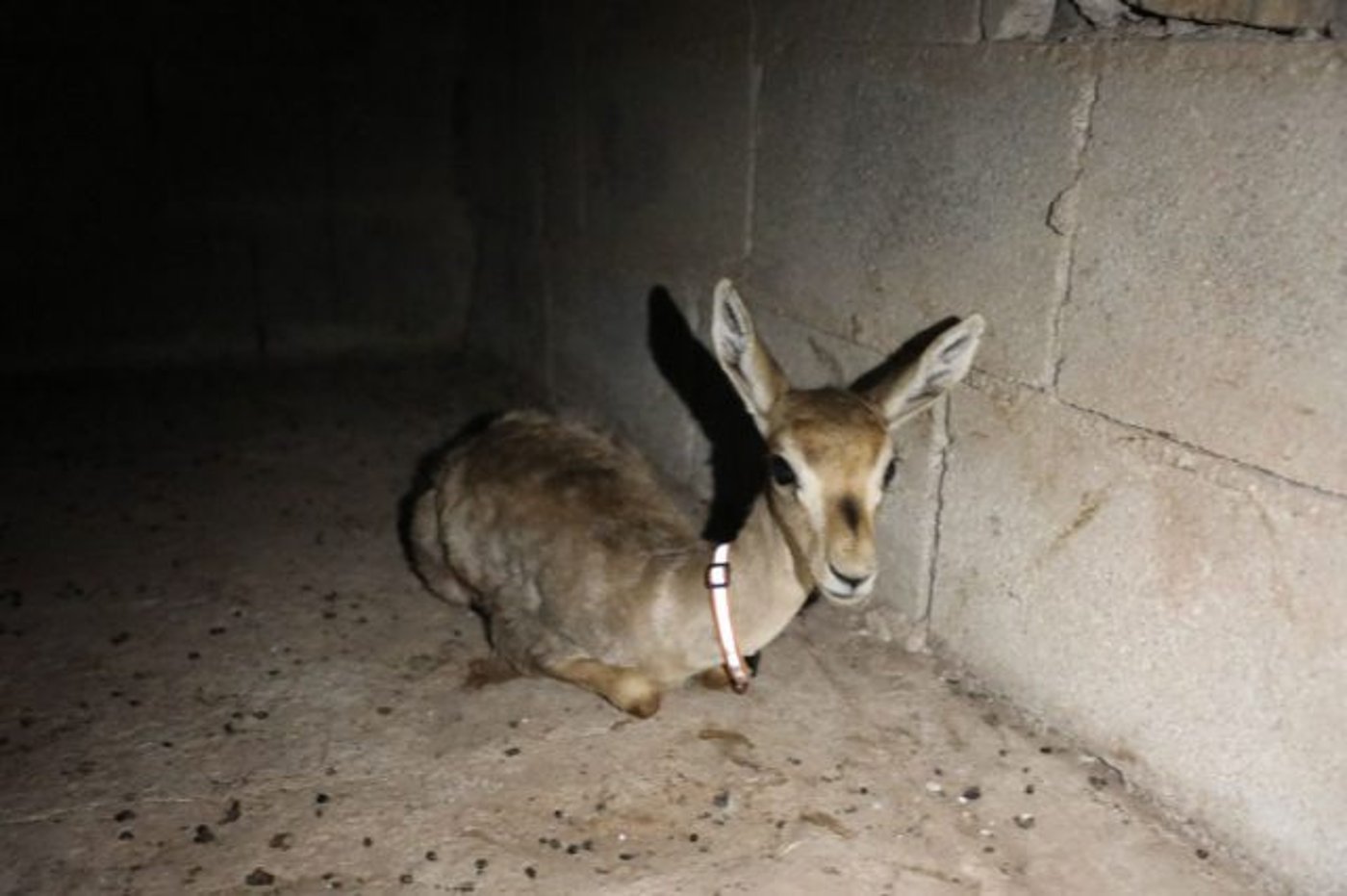 נעצר חשוד פלסטיני בצייד חיות בר באזור בנימין