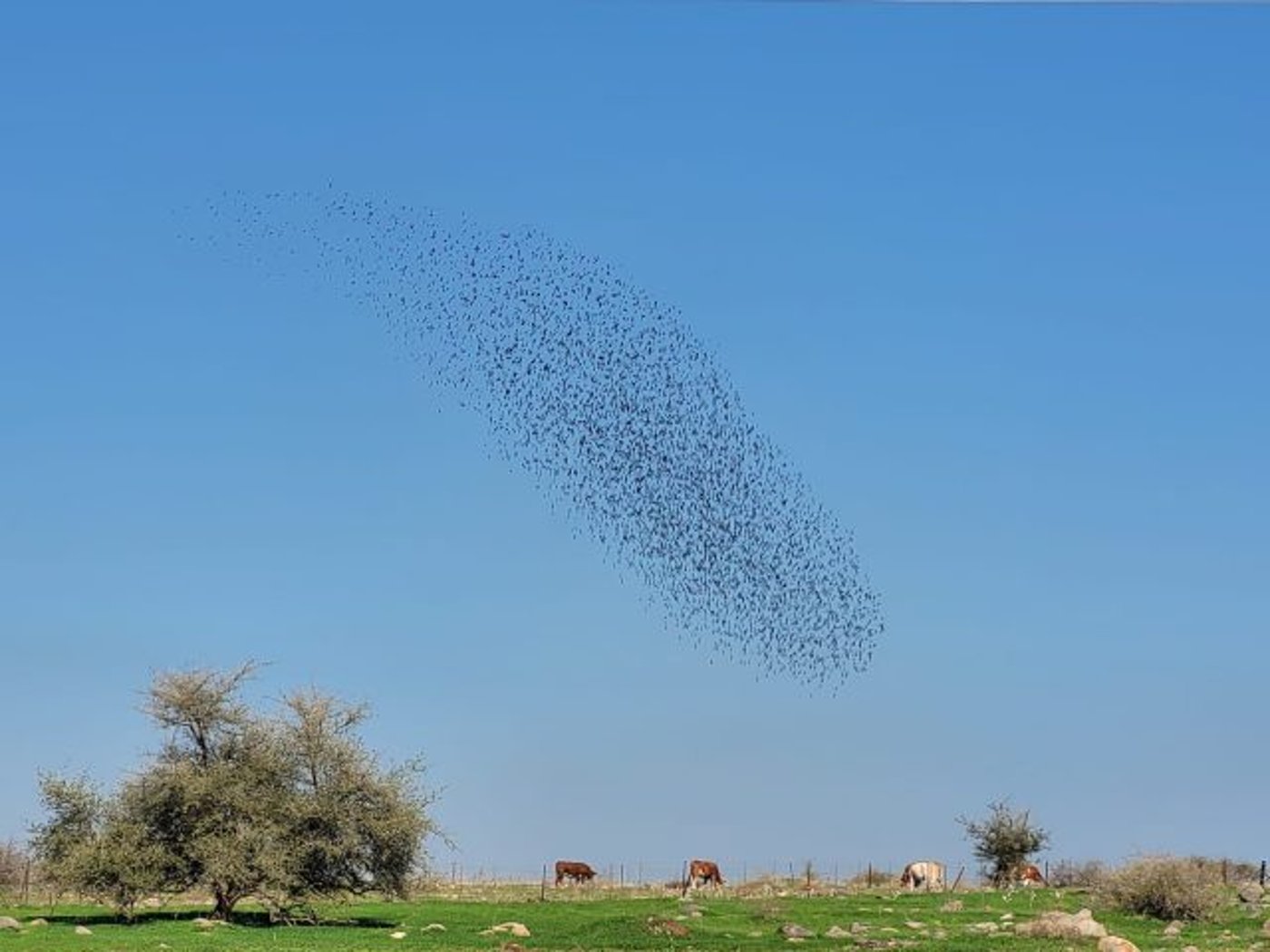 מעל שמי התבור: להקת הזרזירים בריקוד המסורתי
