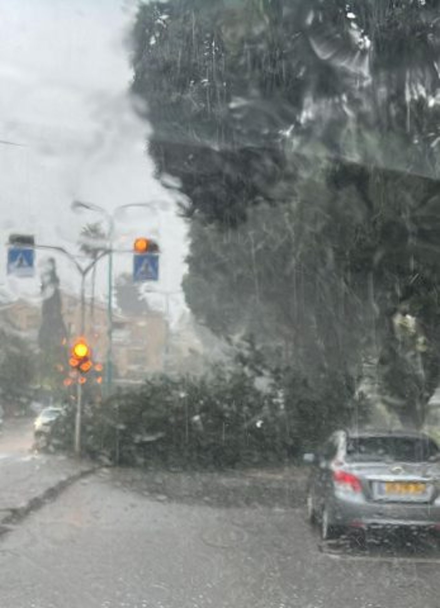 עץ שנפל ברחוב חניתה בנווה שאנן (דוברות המשטרה)