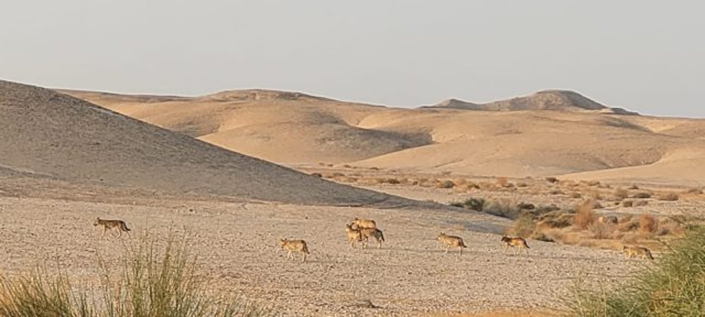 הלהקה