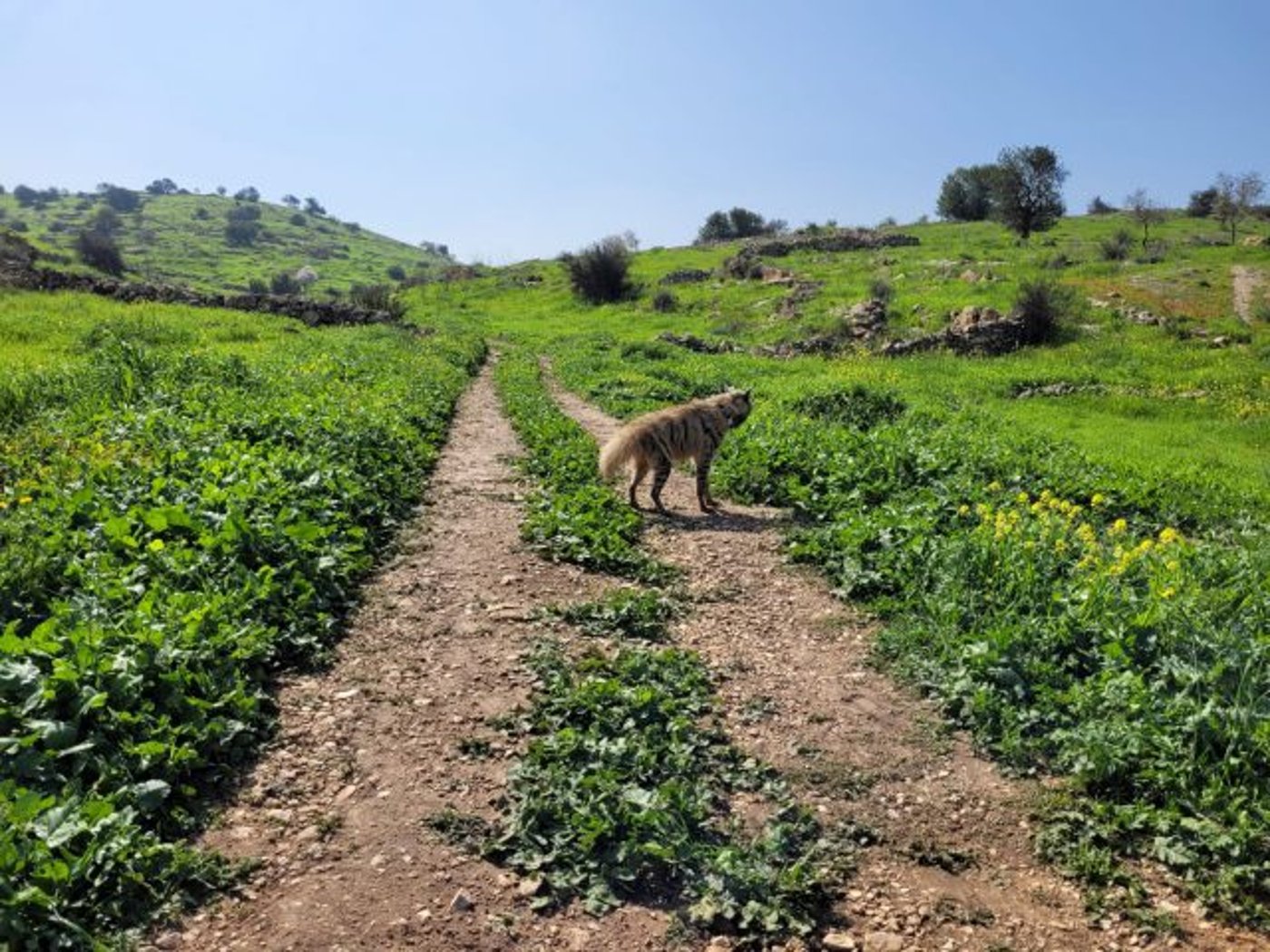 עוזבת את ירושלים: הצבועה ציונה נלכדה ושוחררה בטבע